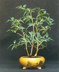 Bonsai-Ficus-Benjamina Ficus benjamina 'Natasja' Prise de vue - 2005